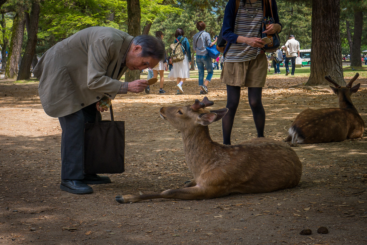 bowing deer in Nara, Japan.