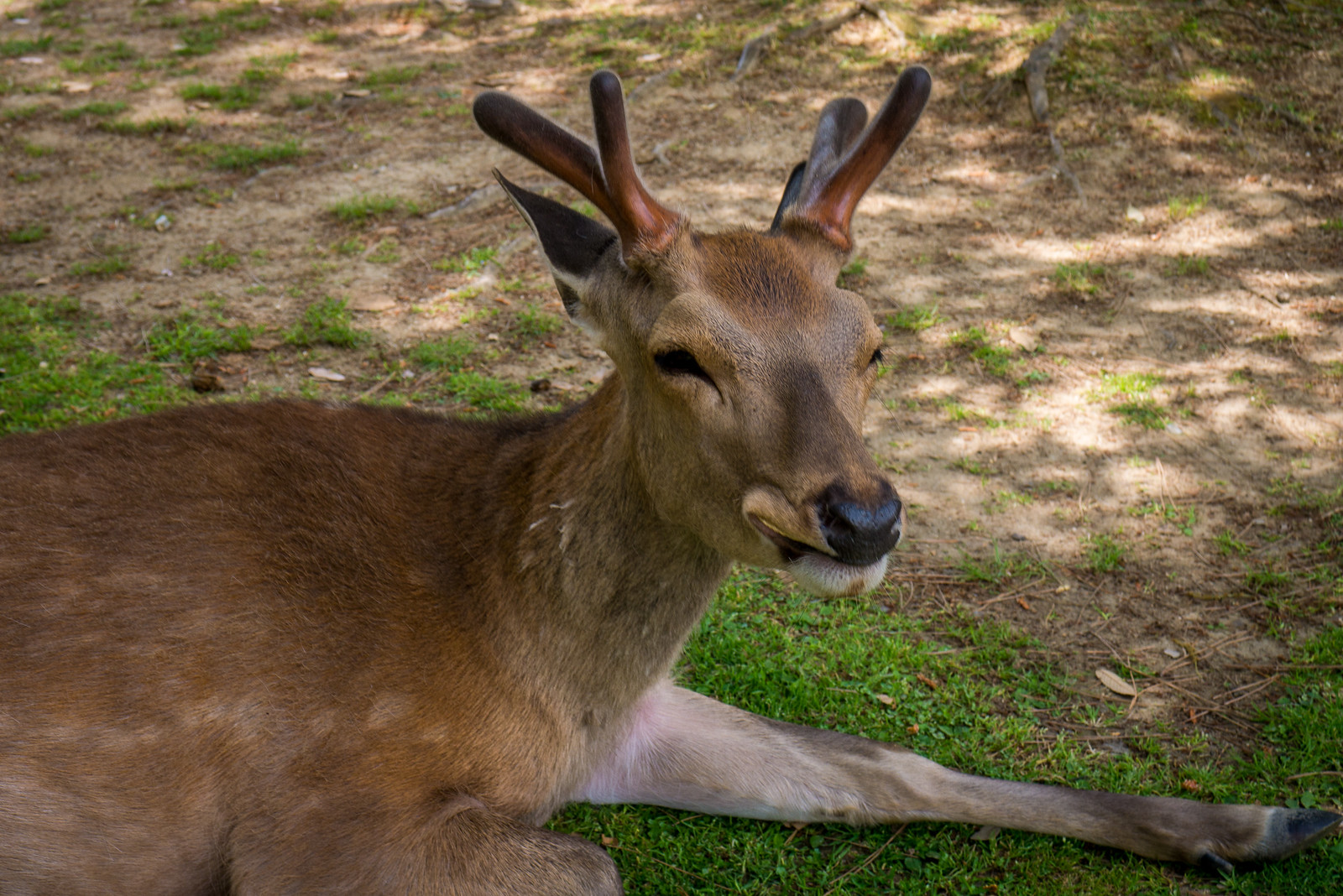 I love that the cookie makes him look like he is smiling! nara bowing deer