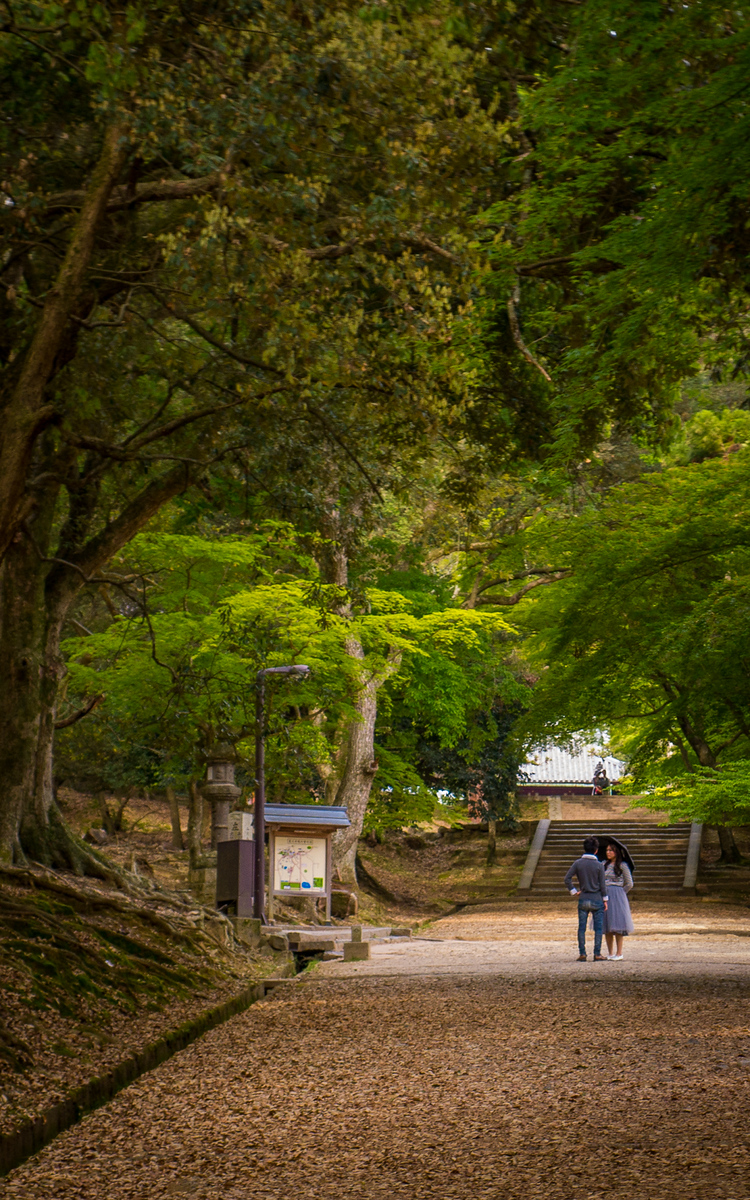 A beautiful park in Nara, Japan. park in nara