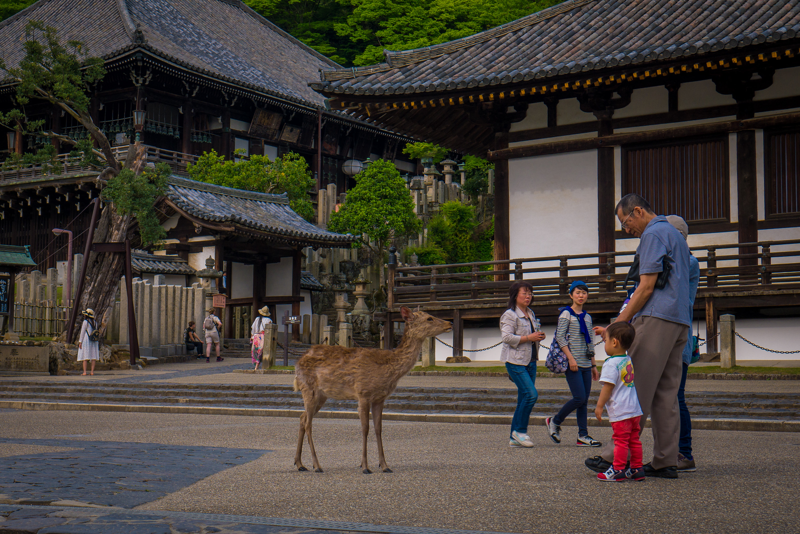 A little boy feeds the deer in Nara, Japan nara japan