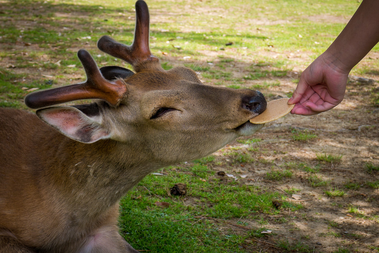 bowing deer japan