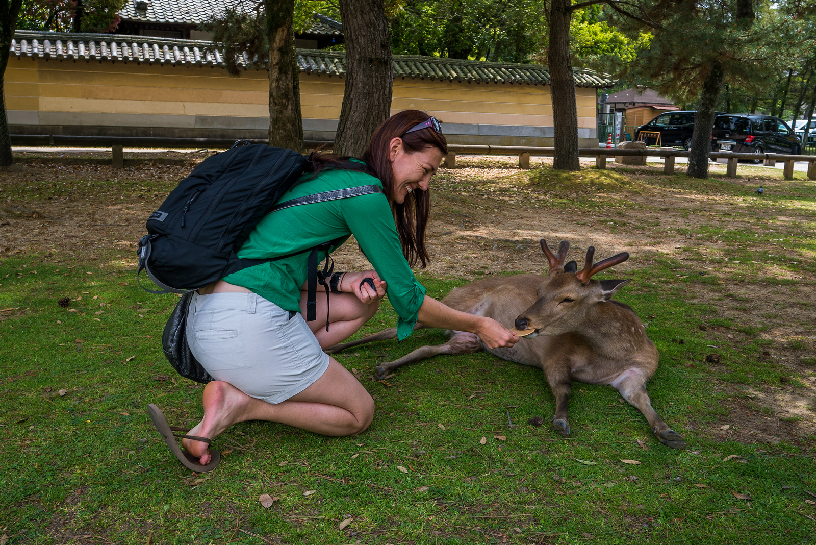 I feed a cookie to the bowing deer, but he didn't bow because he was laying down. But he did nod his head in thanks. :) Bowing deer of Nara