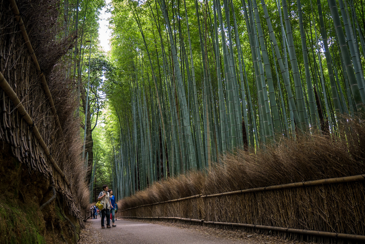 Arashiyama Bamboo Grove thing to do in Japan
