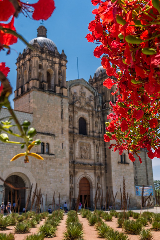 The flame tree in front of the church in Oaxaca is worth timing your visit