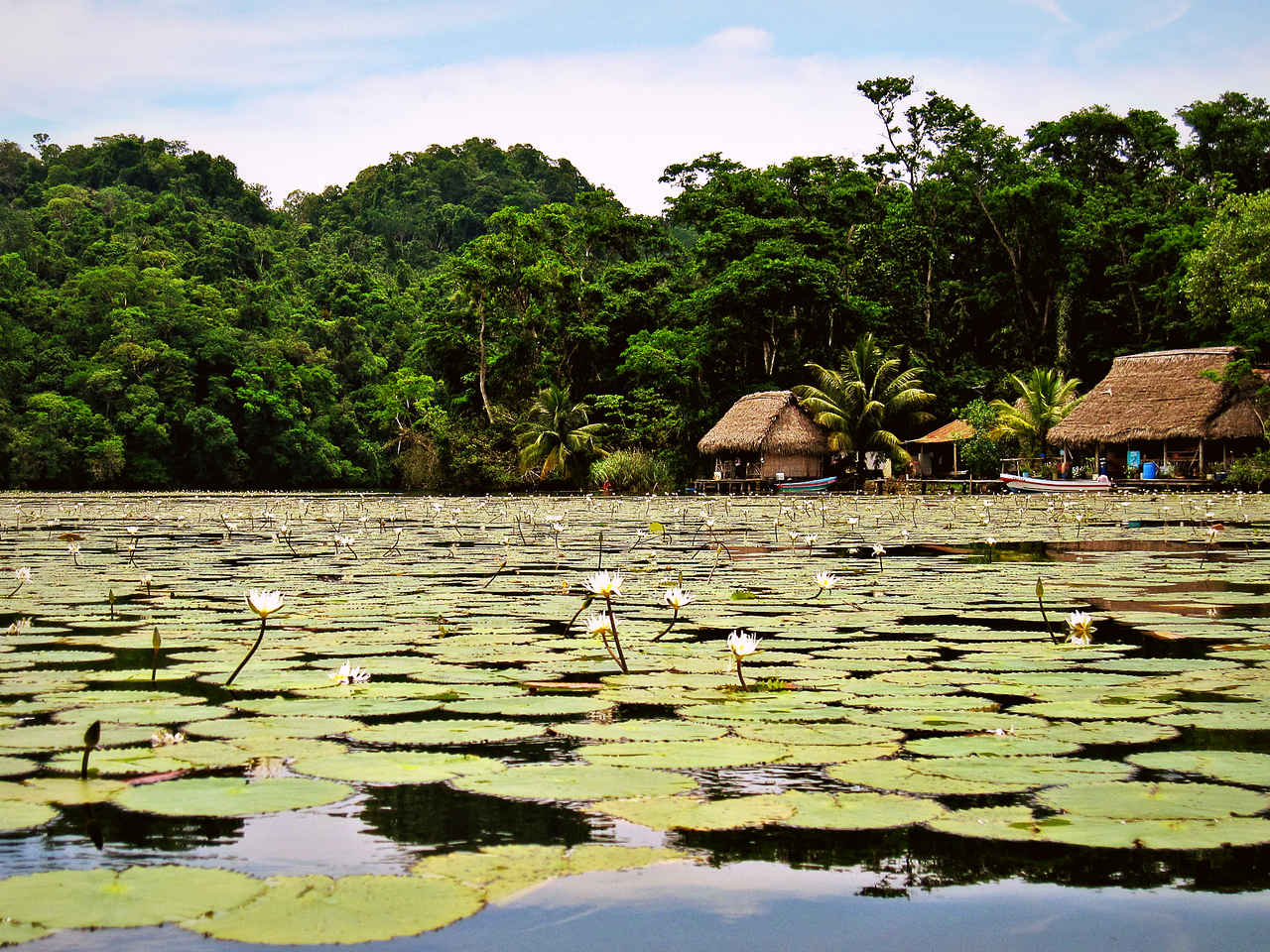 lily pads and flowers along the rio dulce in guatemala