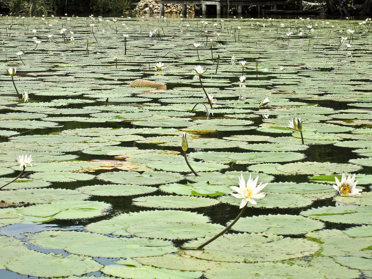 lotus flowers on the rio dulce in guatemala