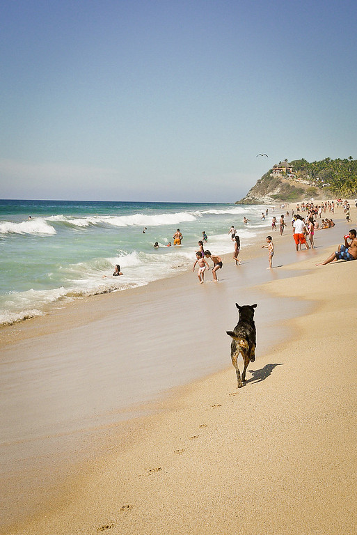 Happy dog on the beach in San Pancho, Mexico