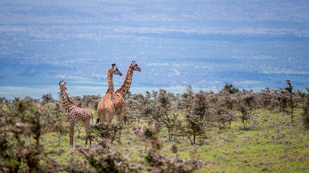 Giraffes in the Ngorongoro Conservation Area reach far taller than the tops of surrounding trees. Giraffes