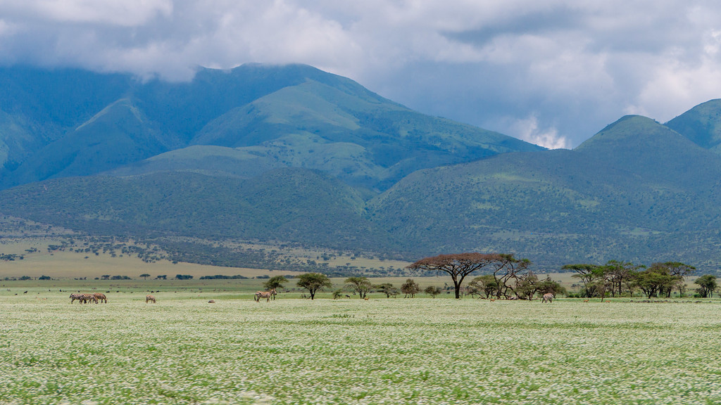 Fields of white flowers in the Ngorongoro Conservation Area Fields of white flowers