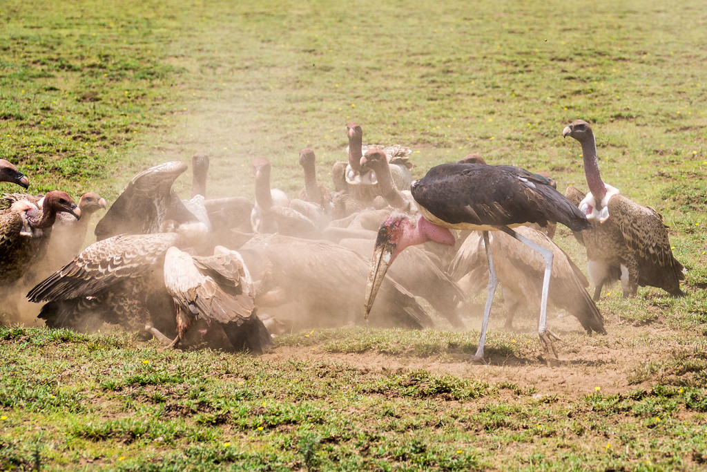 Vultures crowd around a kill in the Serengeti Vultures crowd around a kill