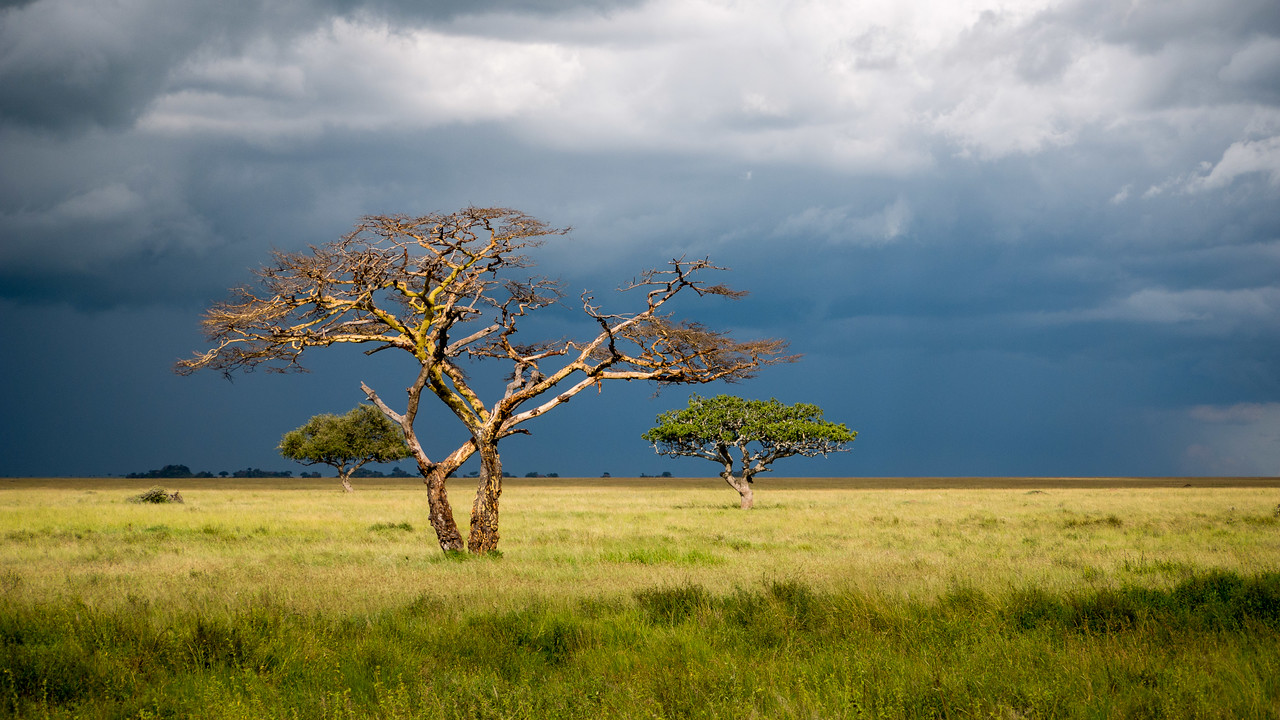 Dark storm clouds in the Serengeti Dark storm clouds in the Serengeti