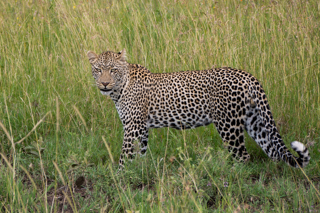 Serengeti Leopard stares us down leopard