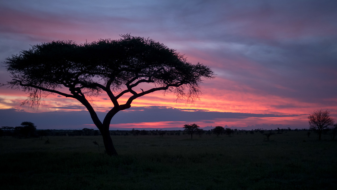 Sunrise safari in the Serengeti Sunrise safari in the Serengeti