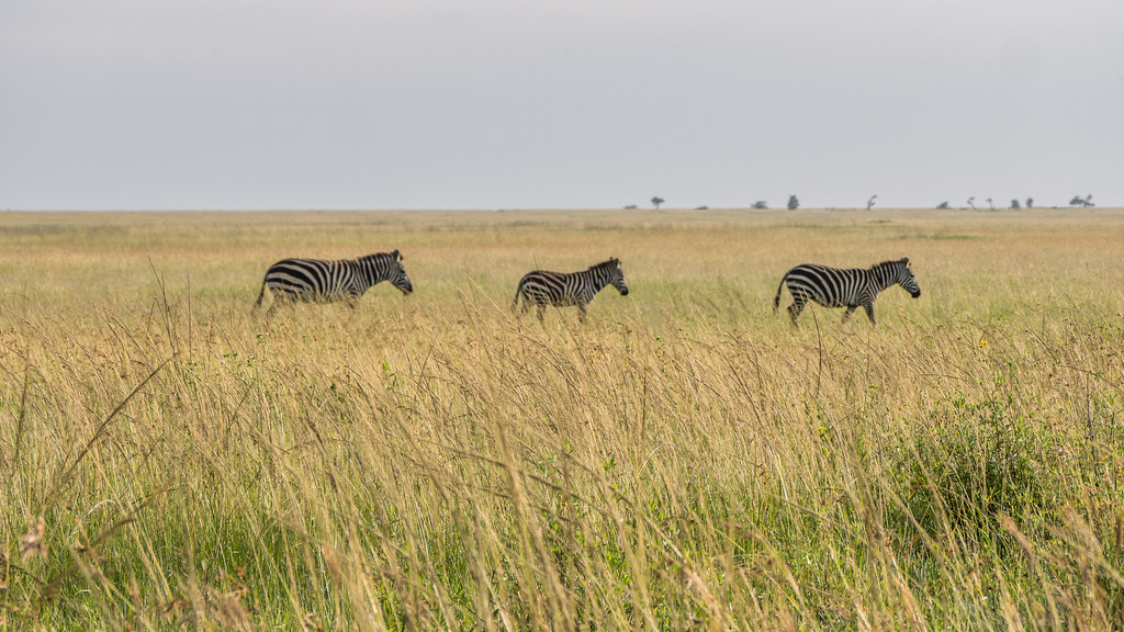 Zebra on a morning graze through the grasslands near our mired safari truck. serengeti