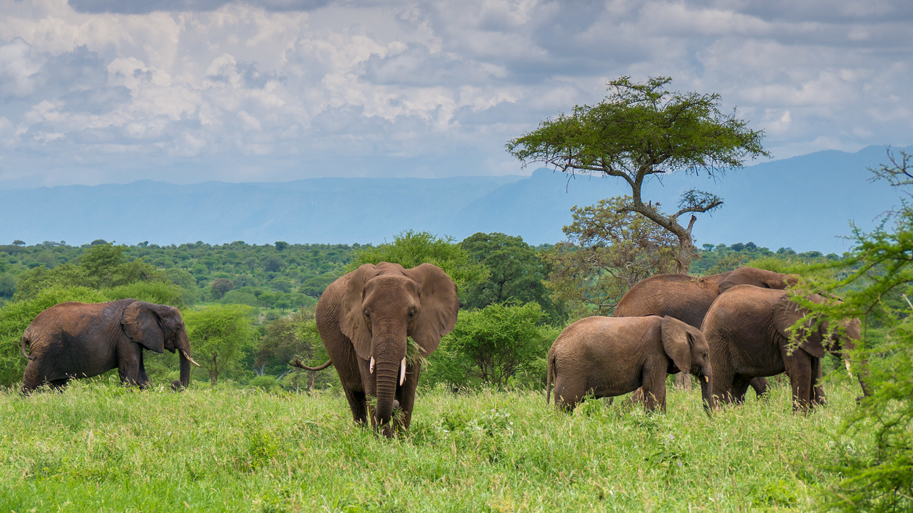 Elephant families roamed in huge numbers through Tarangire National Park Elephants