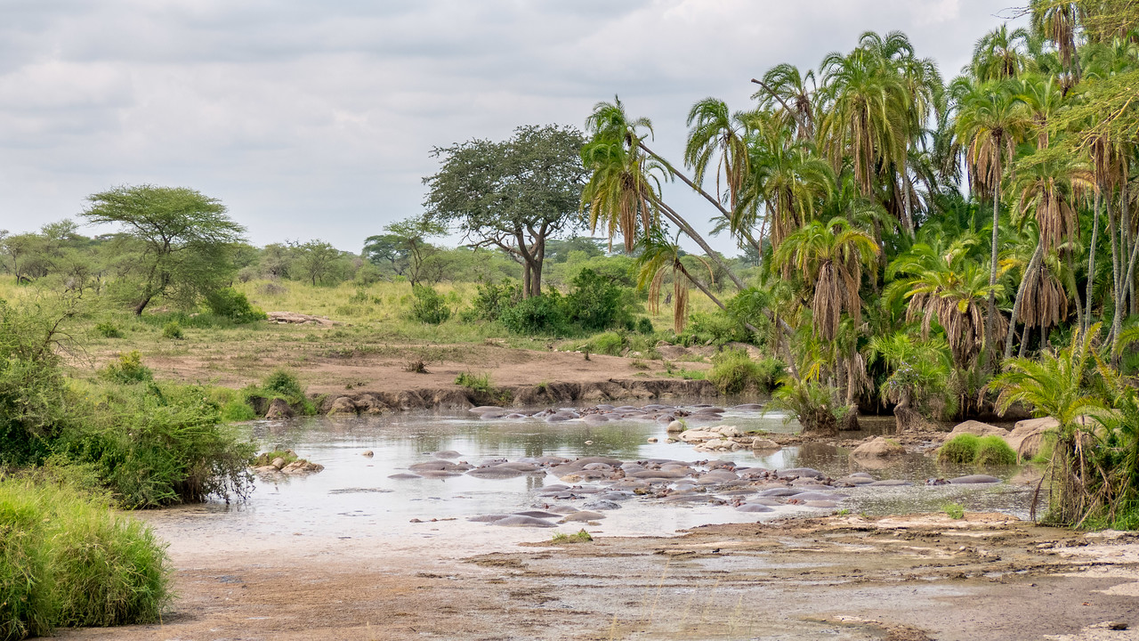 Hippos submerged in a muddy swamp in the Serengeti. hippo swamp