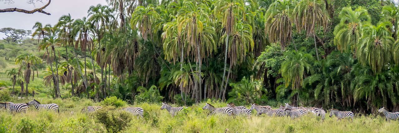 A herd of zebras running through the Serengeti. zebras running
