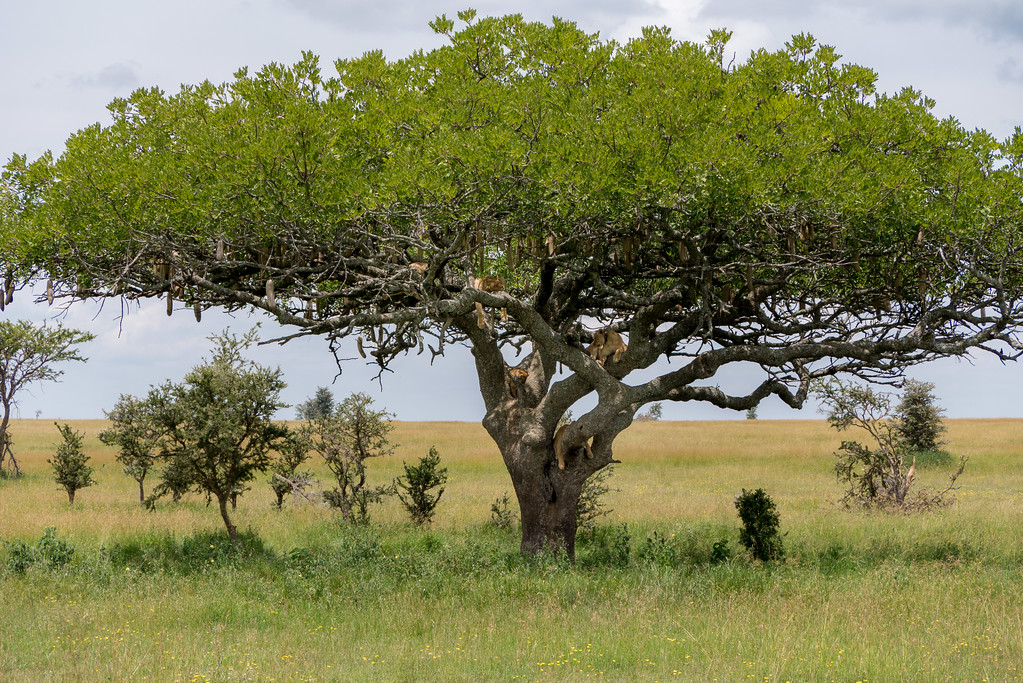 lions sleeping in a tree lions sleeping in a tree