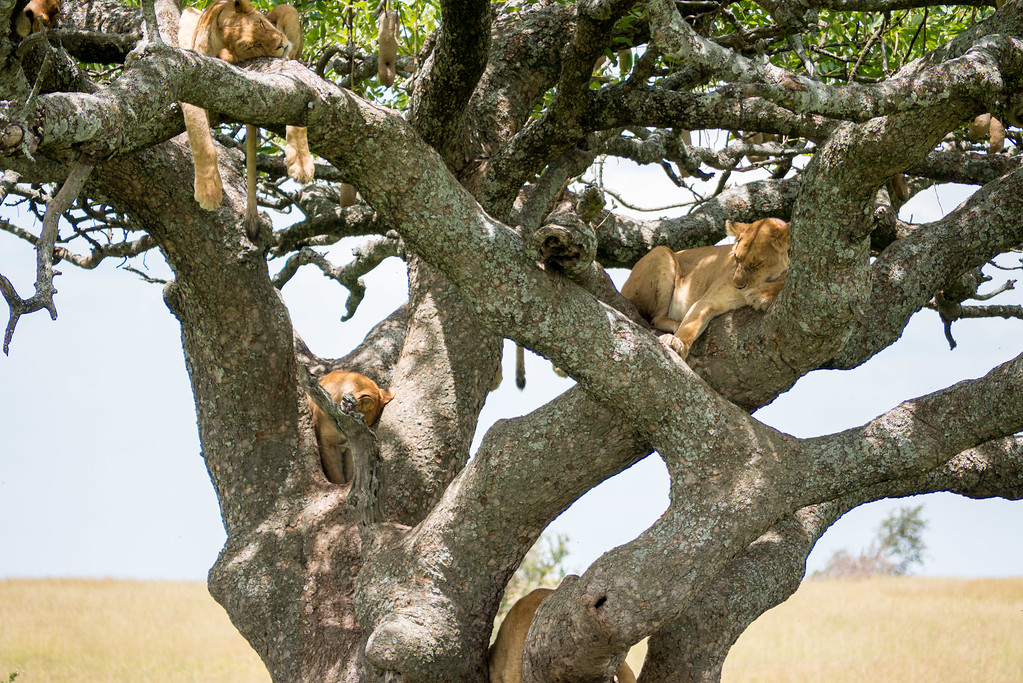 A rare breed of tree lions! tree lions