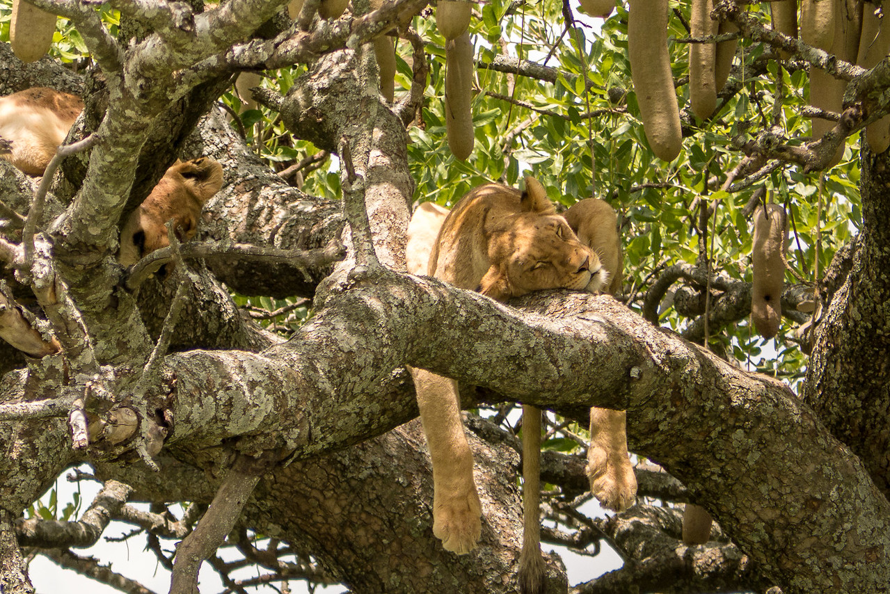 a lion sound asleep in a tree a lion sound asleep in a tree