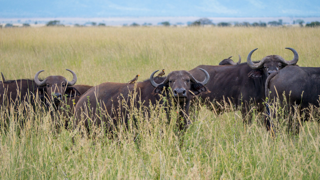 A water buffalo with birds on its back A water buffalo with a bird on its back