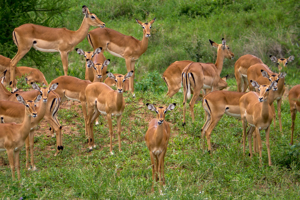 Impala run in packs. Impala