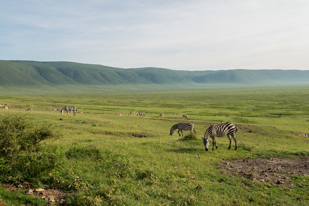 Zebras at dawn in the Ngorongoro Crater Zebras at dawn