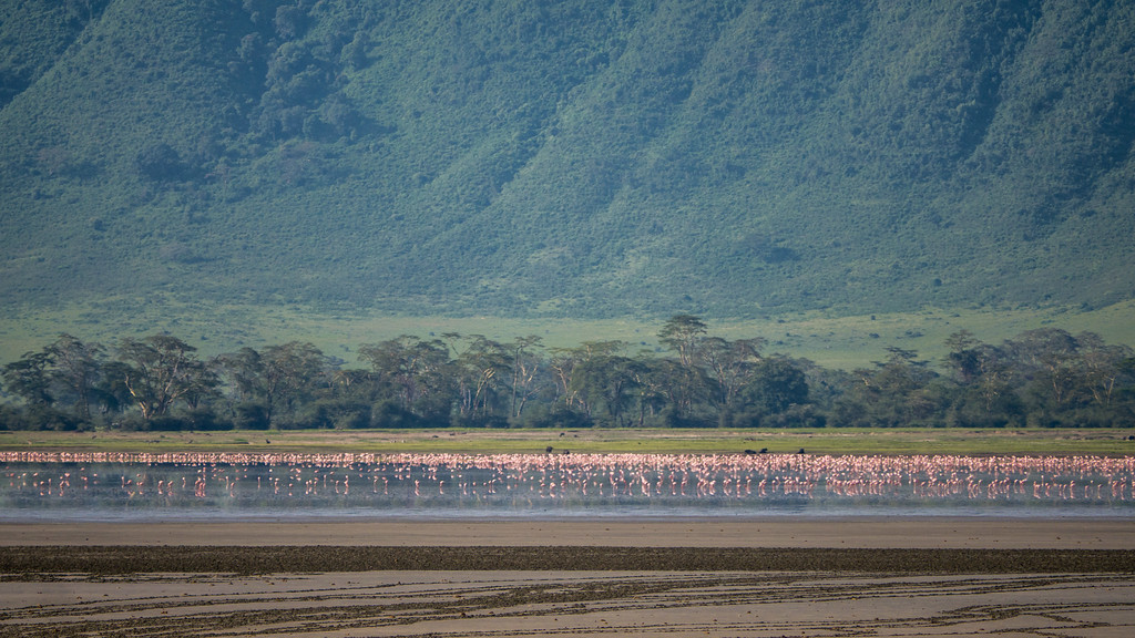Pink flamingos in the distance reflected in the lake in the Ngorongoro Crater. Pink flamingos