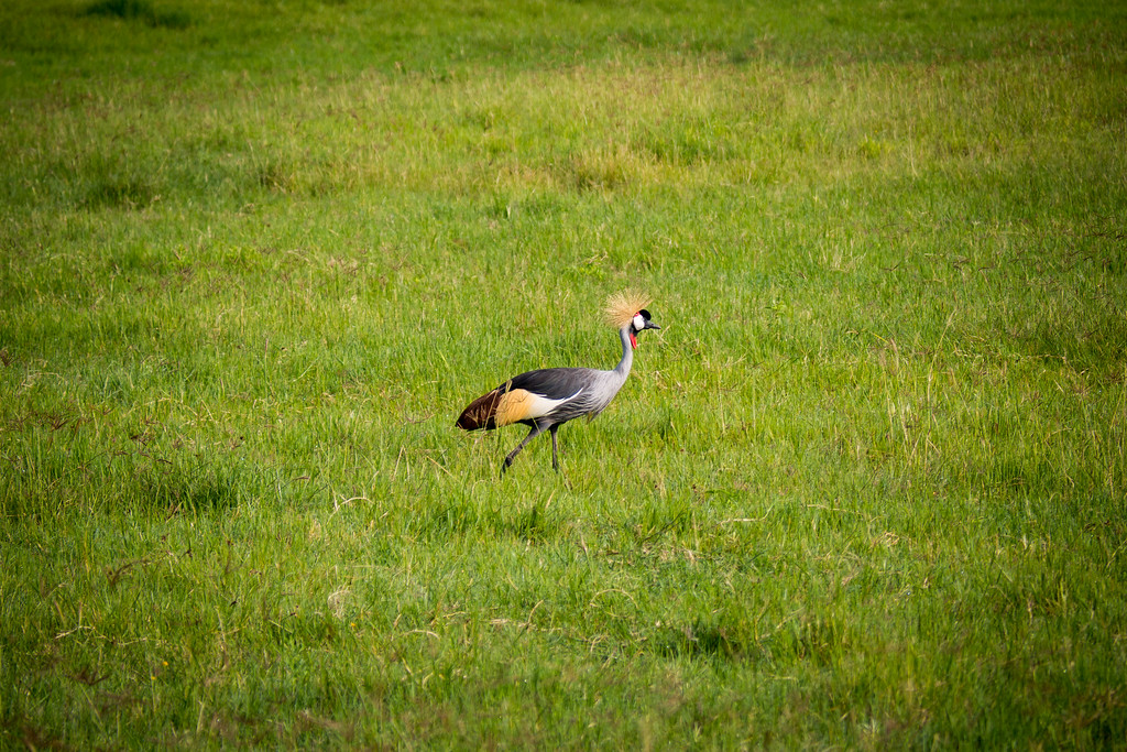 Crowned Cranes walked all over the grasslands on the crater floor. Crowned Cranes