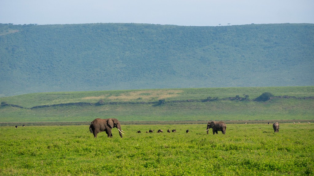 Elephants with their long tusks reaching nearly to the ground in some cases. Elephants