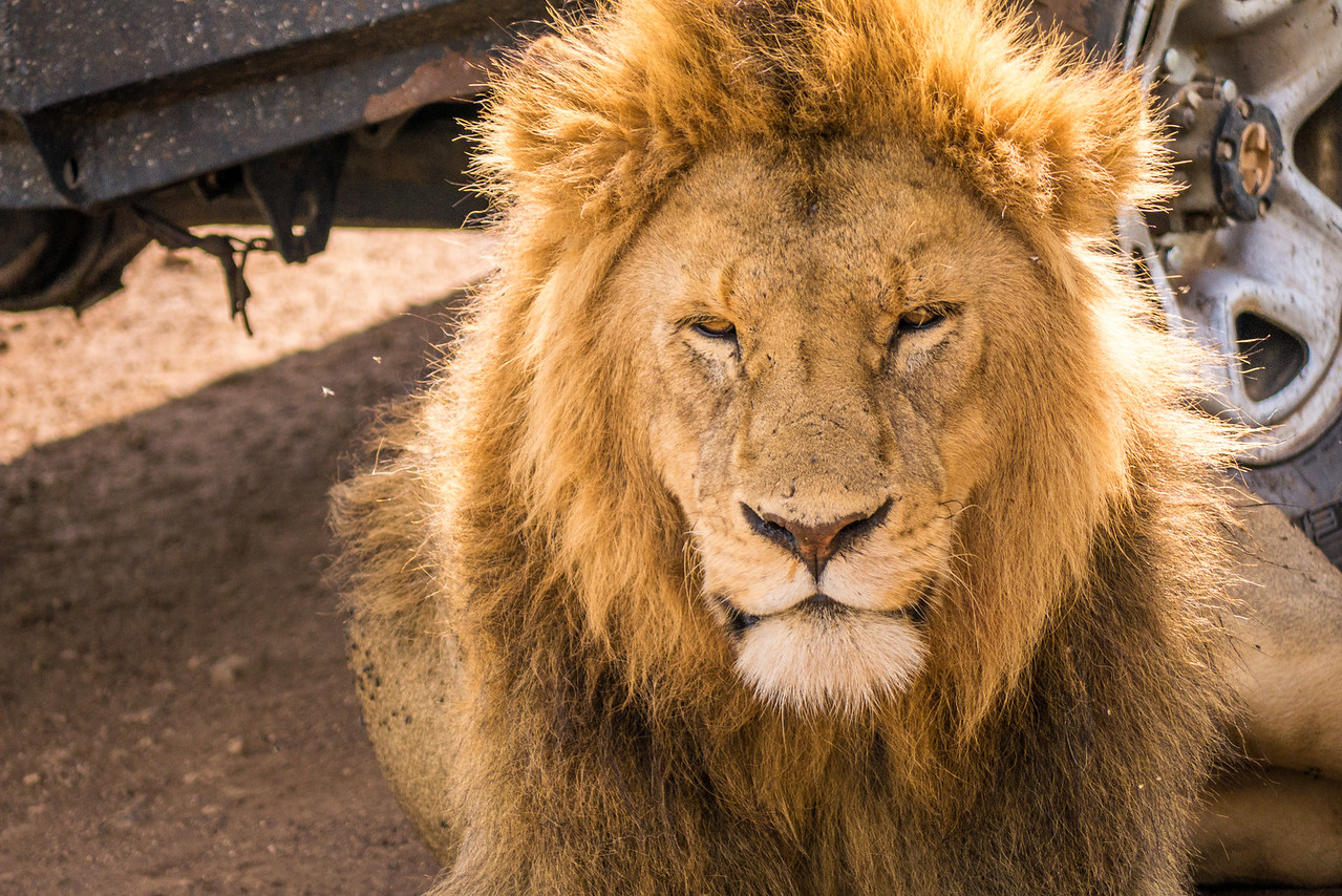 Looking regal and like a true king. Lion