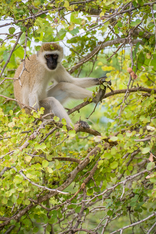 A very agressive monkey that stole my banana from my lunch monkey