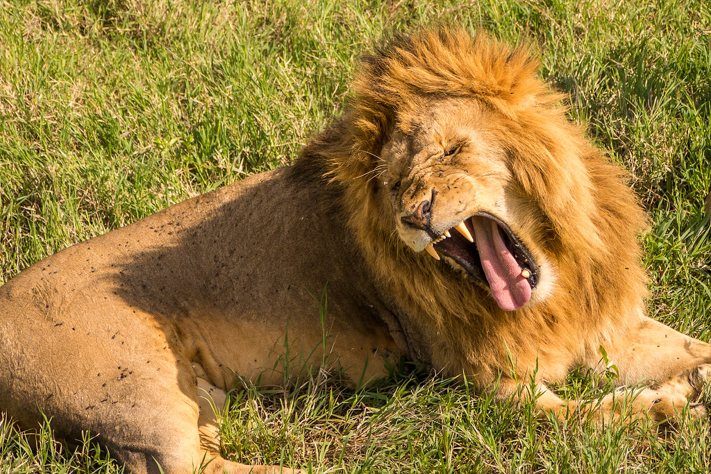 A tired lion yawns in the late afternoon sun. tired yawning lion