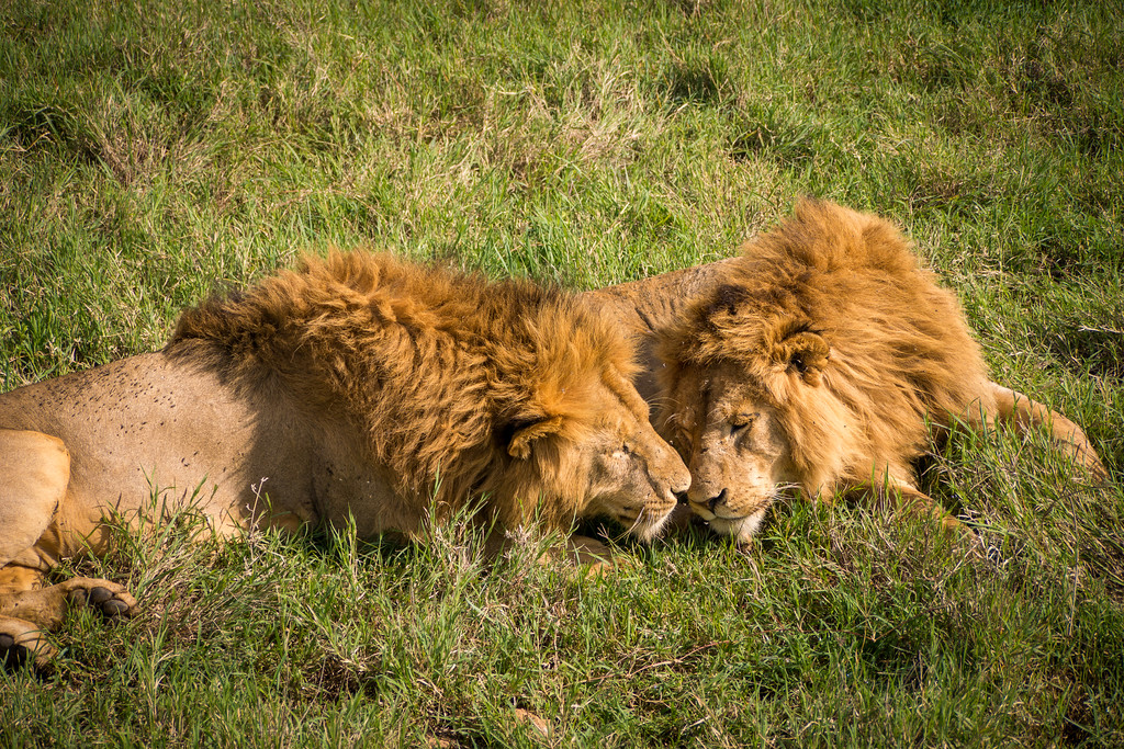 Friendly lions nuzzle. Friendly lions
