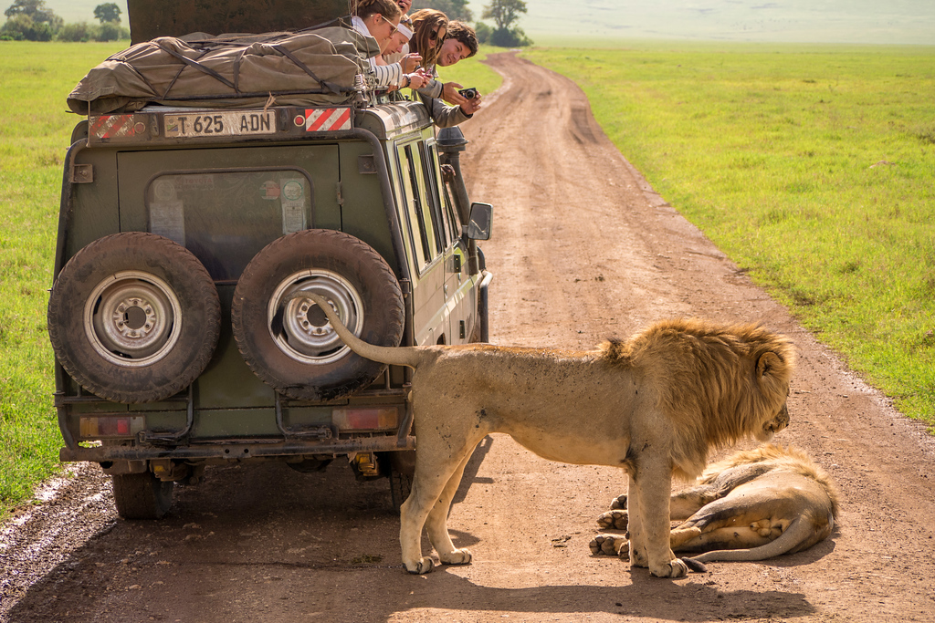 Lions near our vehicle. Lions near our vehicle
