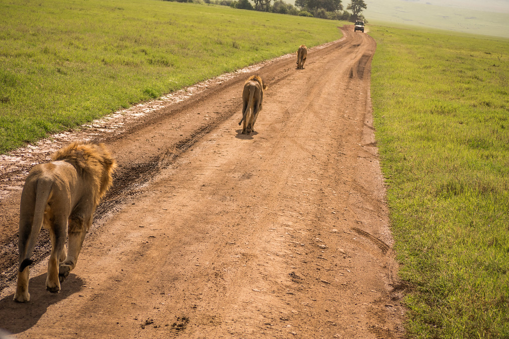 Lions at dusk in the Serengeti head home to their pride for the night. Lions at dusk