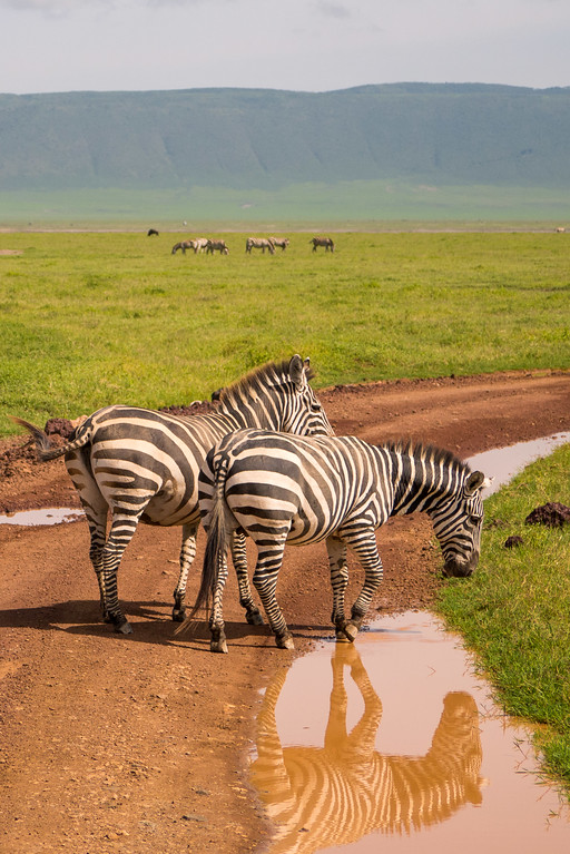 Zebra reflections after a short rain made puddles throughout the crater. Zebra reflections