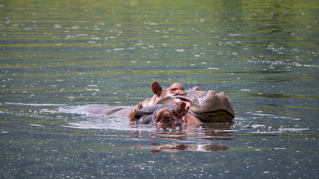Happy, happy hippos at the Ngoitokitok Spring's swamp. Happy, happy hippos at Ngoitokitok Spring