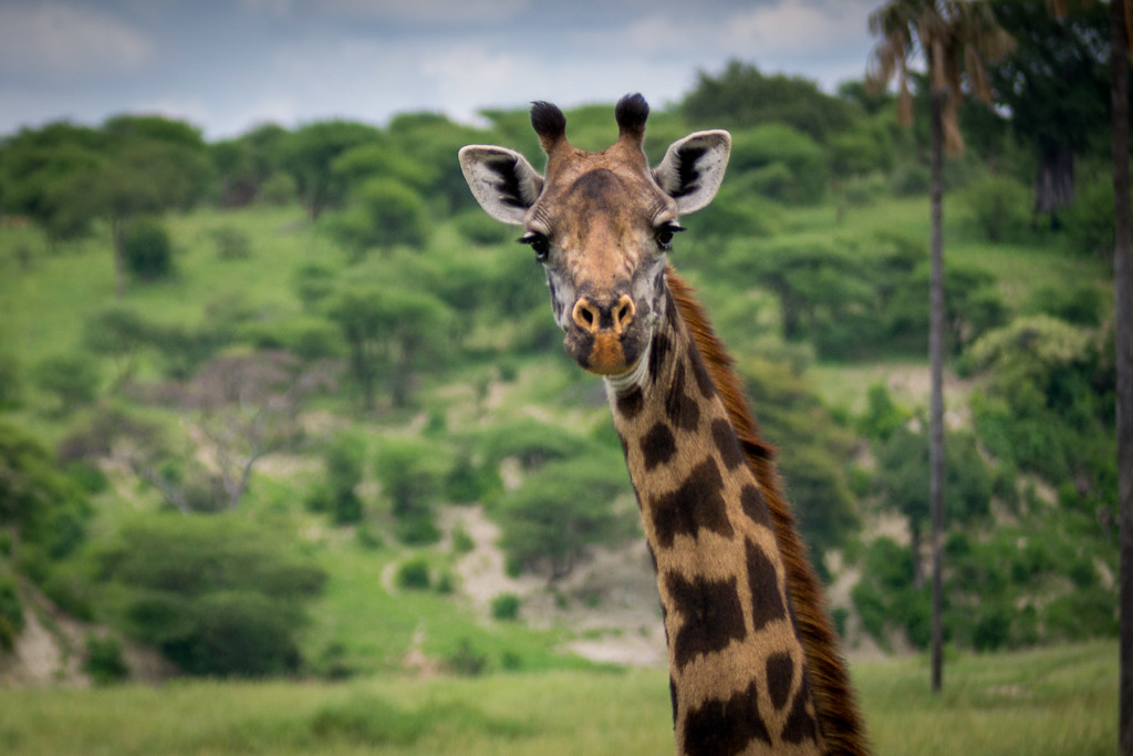 A giraffe came very close to our truck for a quick hello giraffe