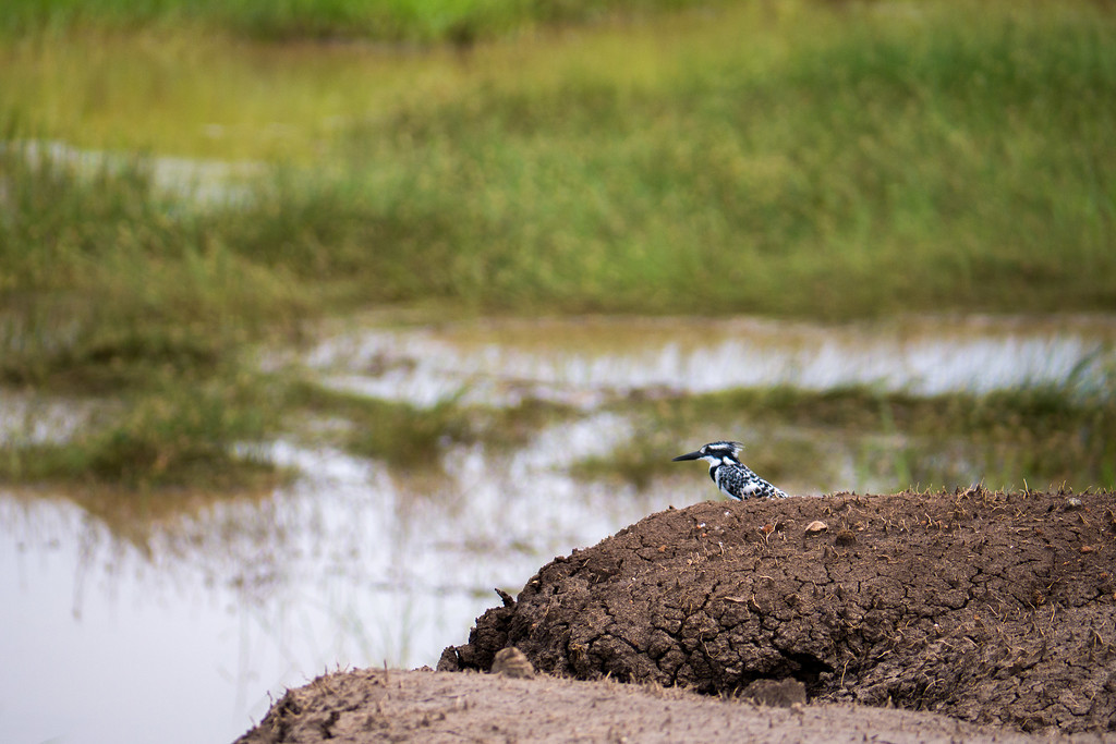 A Pied Kingfisher watching his friend dive for fish. Pied Kingfisher bird