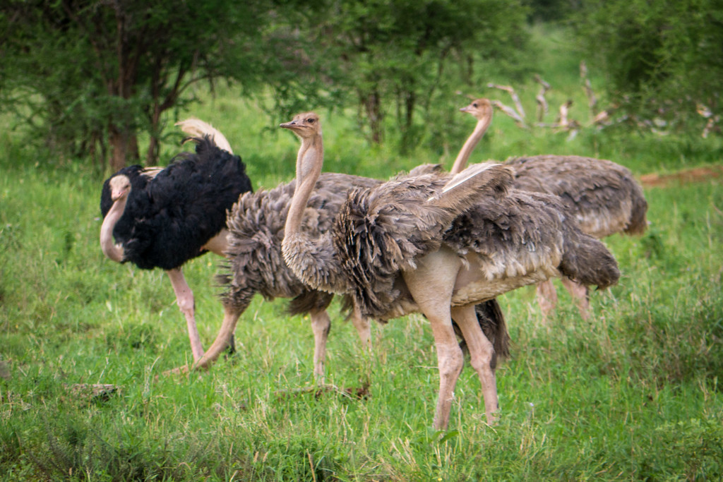 Ostriches prance around the Serengeti Ostriches