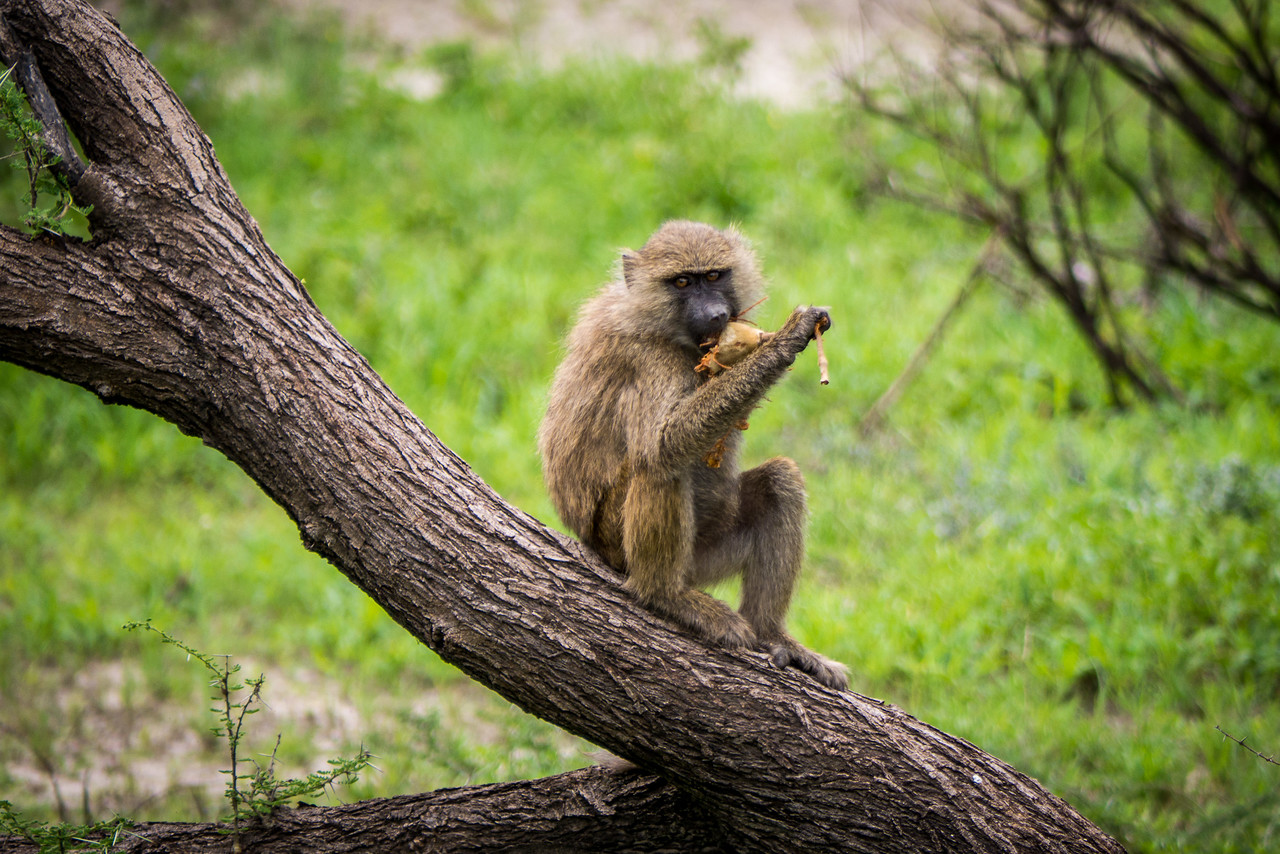 Monkey with some stolen fruit is suspicious of us. Monkey
