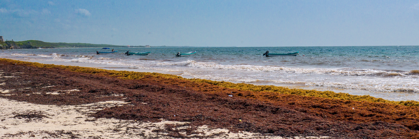 Tulum beach covered in sargassum seaweed Tulum beach in the yucatan peninsula