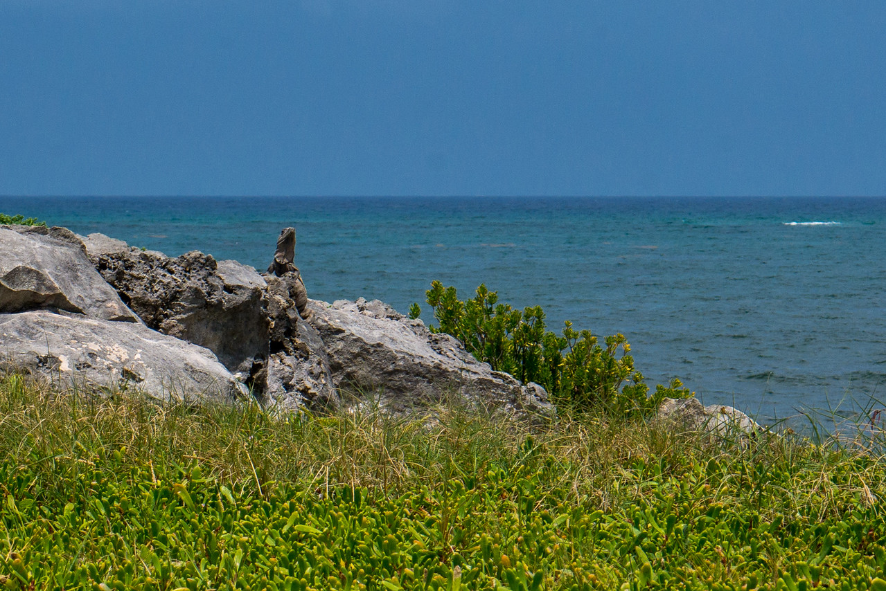 So many iguana at the Tulum ruins iguana at tulum