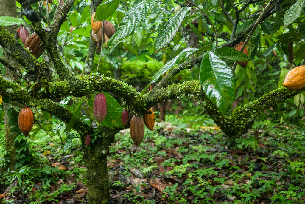 Ripening cacao hulked from the tree branches on one of the cacao plantations at Silico Creek, Panama.