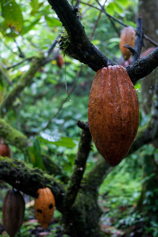 A cacao fruit hanging from a tree at Silico Creek, Panama.