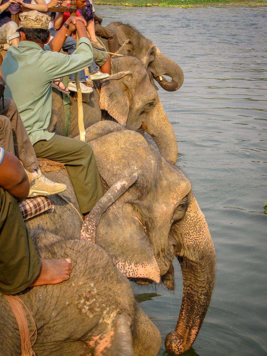 Exploring Chitwan National Park in Nepal. visiting chitwan national park