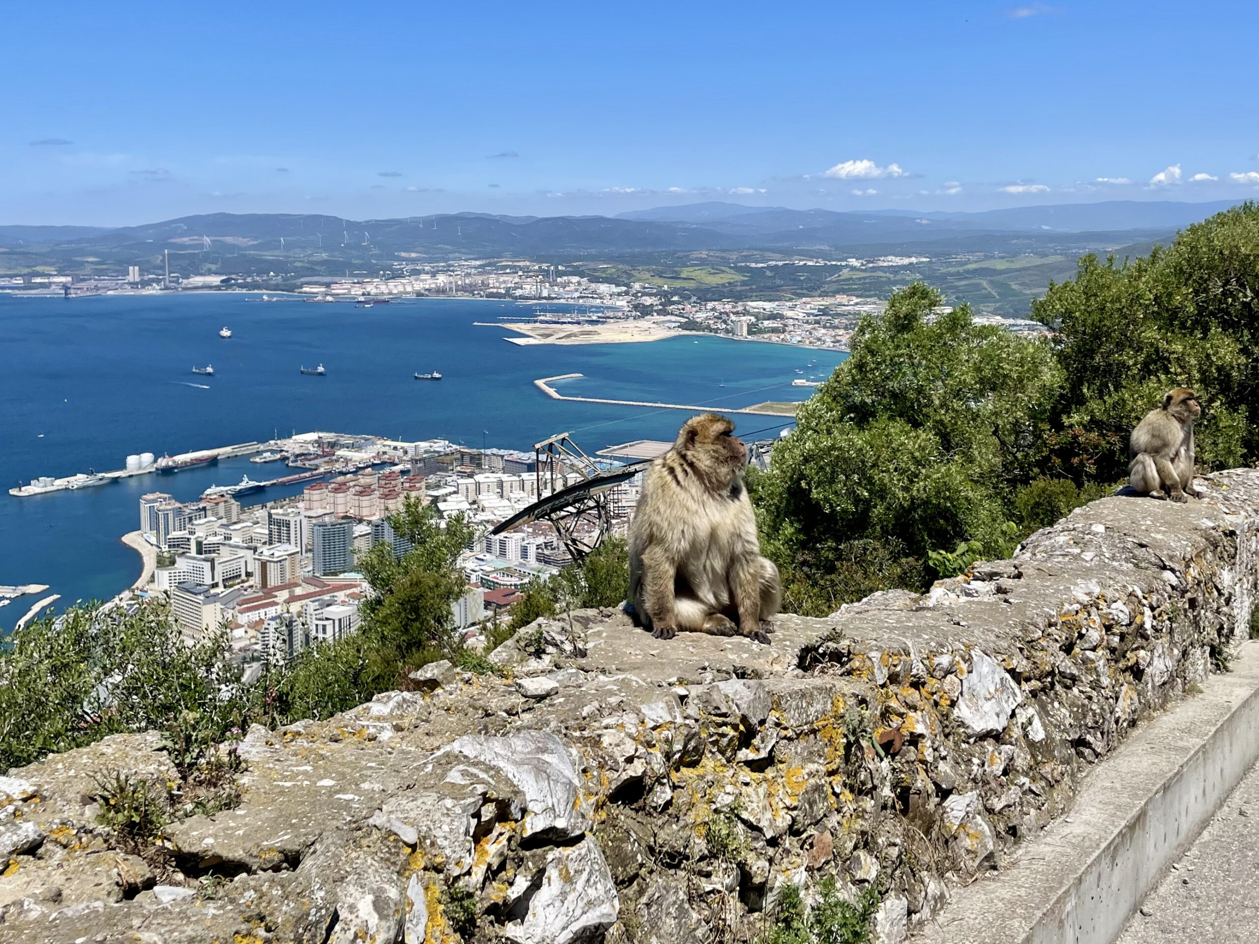 Macaque monkey on a wall overlooking the strait of Gibraltar from the Rock.