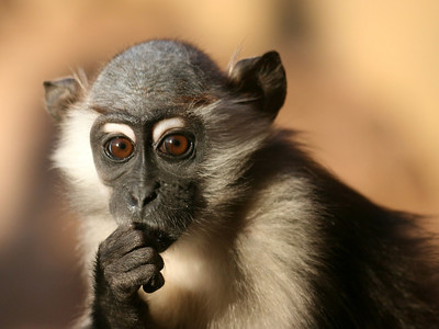 A monkey thinks long and hard thinker monkey photo
