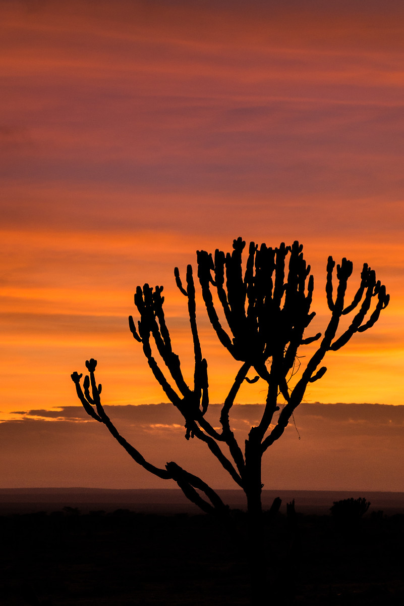 Goodmorning Kenya! sunrise in Maasai Mara